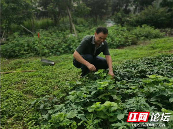 湖南人离不开的萝卜干，承载了多少人的记忆