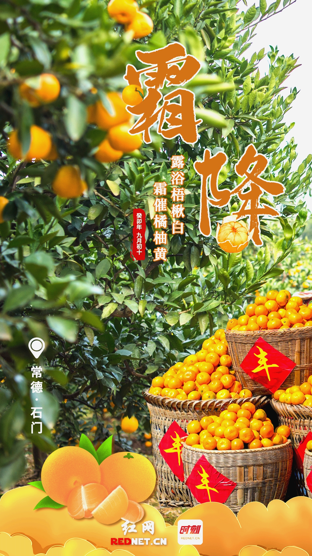 二十四节气·霜降丨露浴梧楸白 霜催橘柚黄