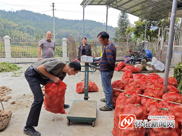 省委黨校鄉村振興幫扶工作隊正在農民家里收紅薯