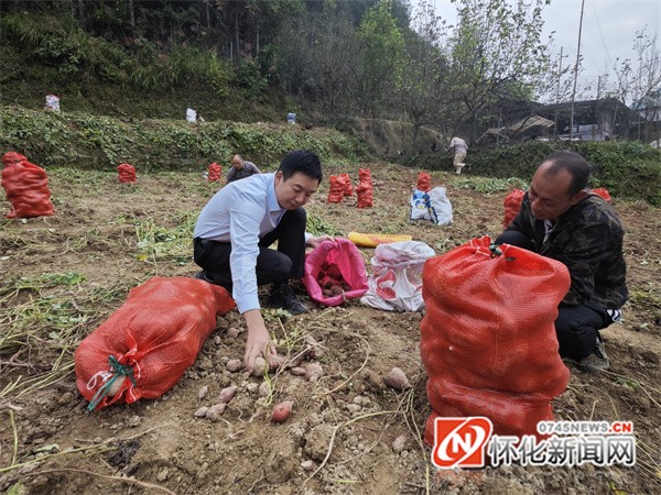 省委黨校鄉村振興幫扶工作隊正在幫農民分揀紅薯