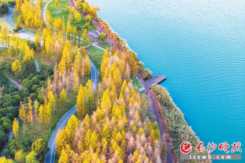 　　巴溪洲　　环洲而生的芦苇，一望无际，充满了野性，在阳光的照射下格外迷人，成片的水杉由绿转黄，成群的小鸟在枝头翩翩起舞，游客们漫步岛上。