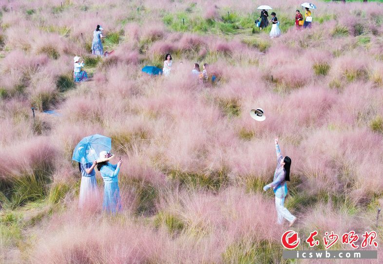 　　湖南中医药大学南门　　成片的粉黛乱子草盛放，花穗随风摇曳，似云似雾、如烟如霞。