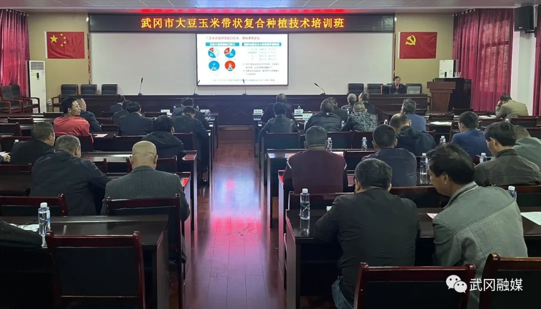 武冈市开展大豆玉米带状复合种植技术专项培训(图1)