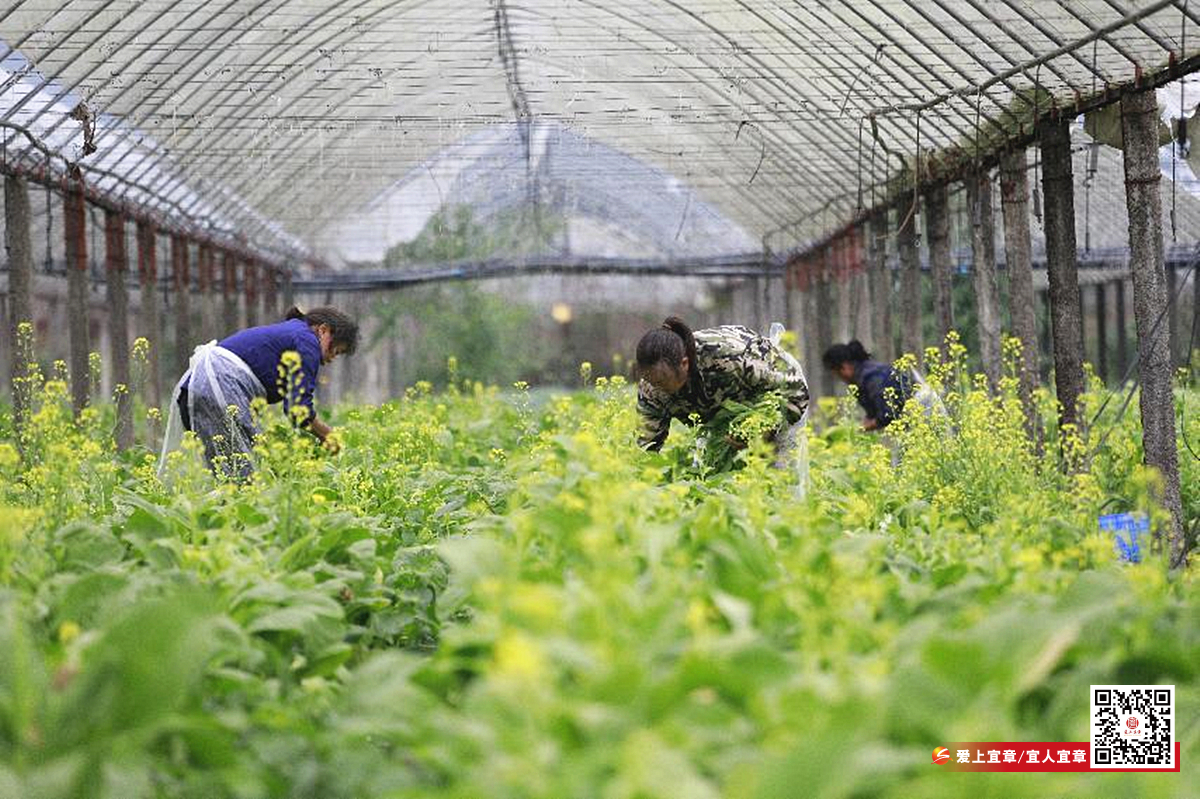 蔬菜采收忙1_副本.jpg