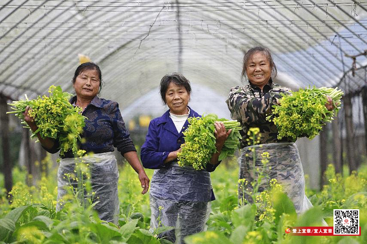蔬菜采收忙2_副本.jpg