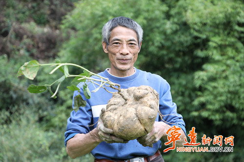 宁远：农民种出14斤重“凉薯王” 贮藏地窖度寒冬_副本500.jpg