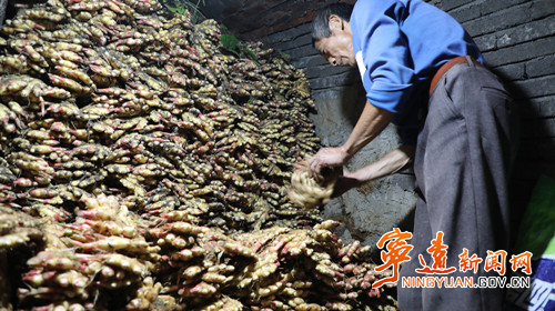 宁远：农民种出14斤重“凉薯王” 贮藏地窖度寒冬2_副本500.jpg