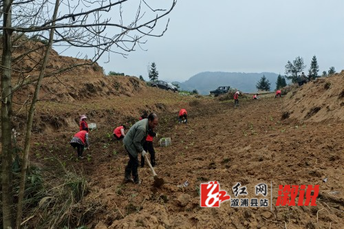 村民种植现场.jpg