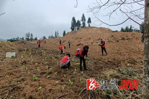耕地复耕 种植现场.jpg