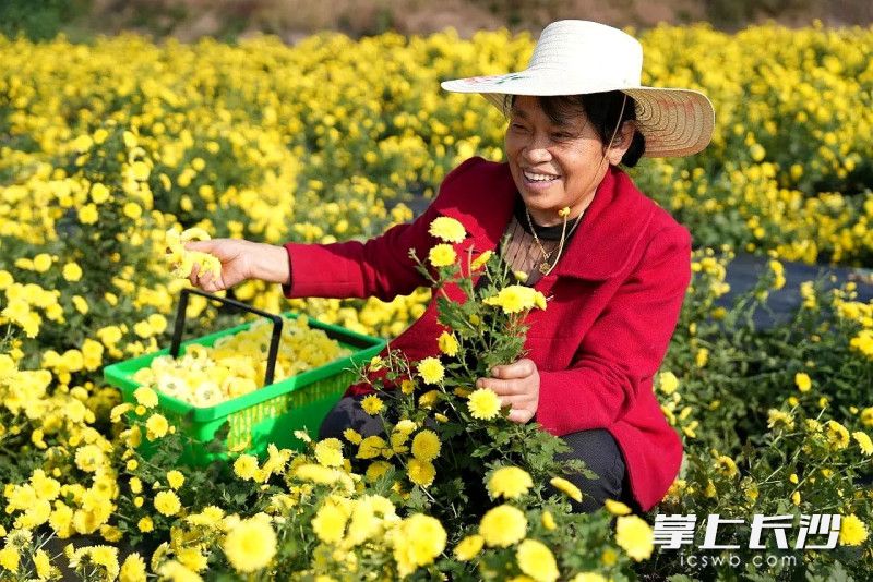 村民喜摘皇菊。