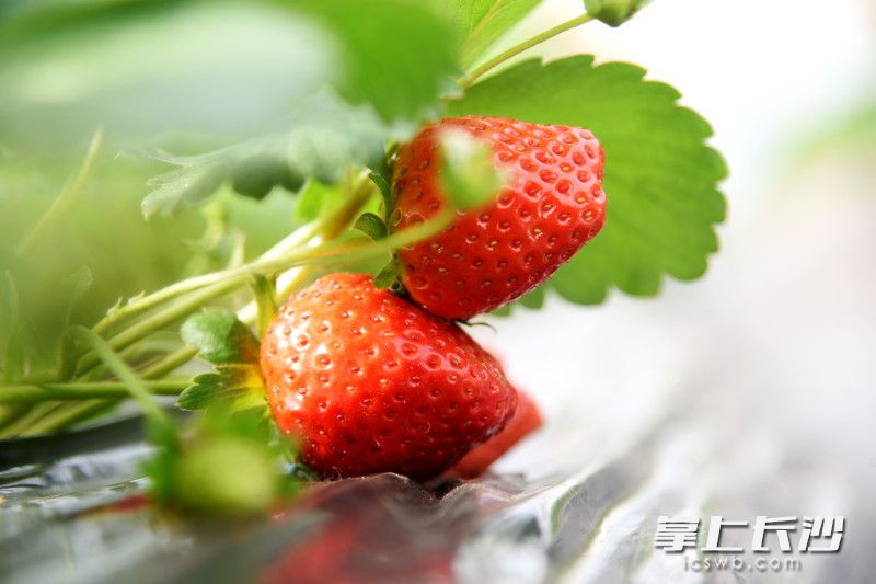 11月18日，长沙县春华镇春华山村的一处草莓园内，早熟品种的草莓已成熟上市。均为长沙晚报全媒体记者 刘琦 摄