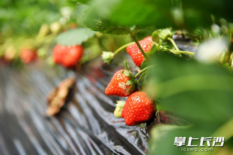 春华镇种植的多是奶油草莓，其他品种也将陆续成熟上市。