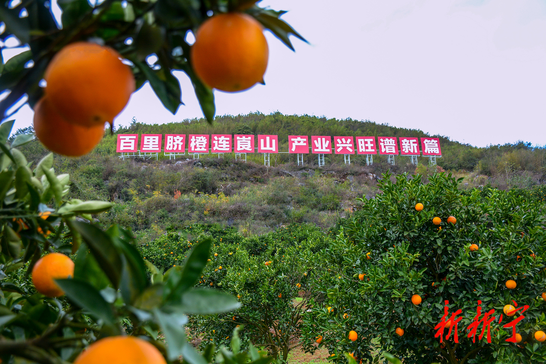 中国·崀山第九届脐橙文化旅游节11月18日启幕 四大活动“橙意新宁”待君来(图3)