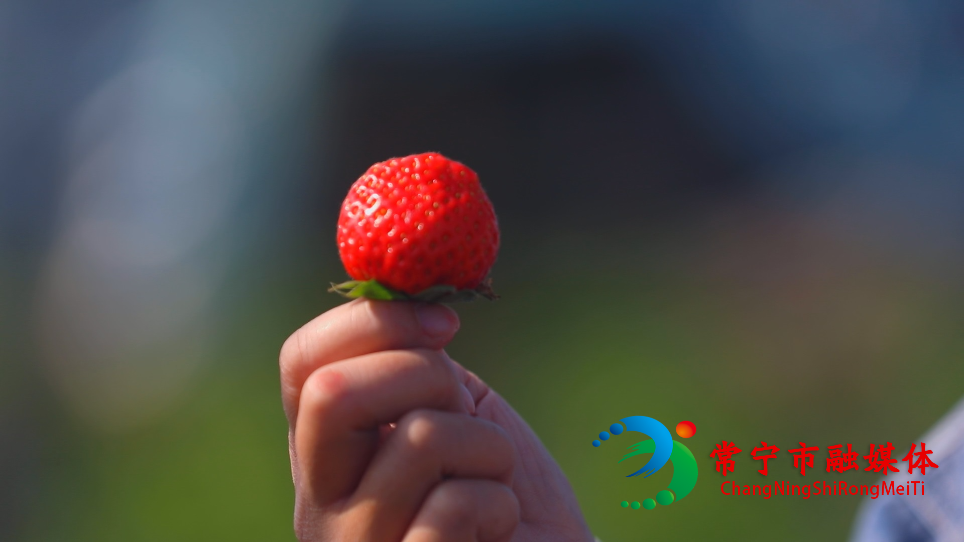 草莓 (2).jpg