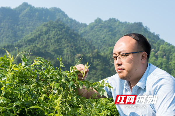 乡村追梦人丨王少甫：名校高材生携莓茶带领乡亲致富