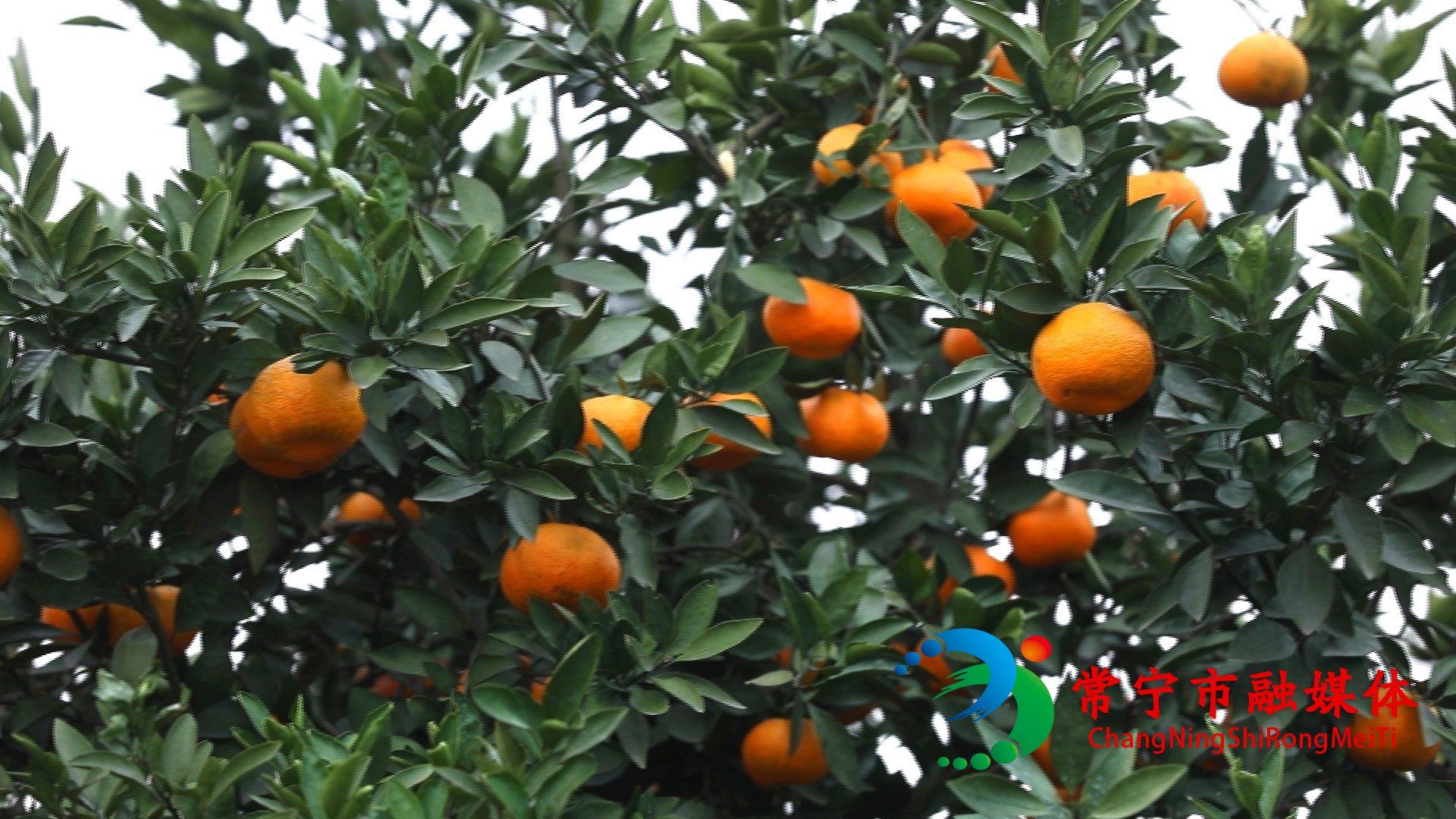橘子6.jpg