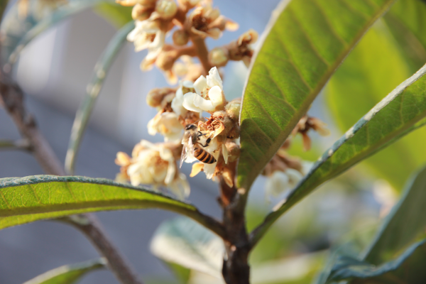 冬天花开的枇杷树引得蜂飞舞.png 冬天花开的枇杷树引得蜂飞舞.png
