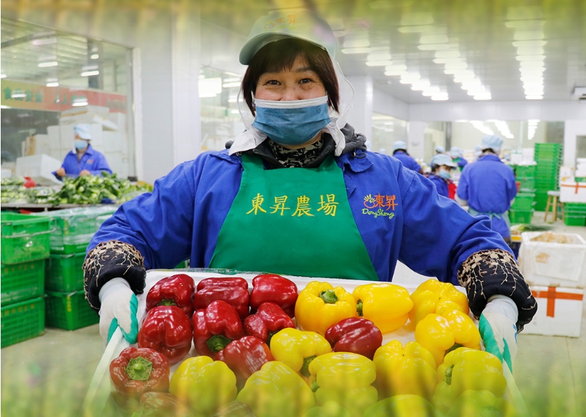  数说丨挺进大湾区 粤港澳缘何青睐永州新田蔬菜