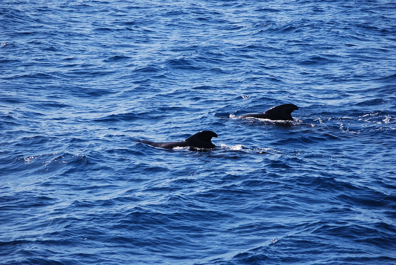 dolphins-6914700_1280.jpg