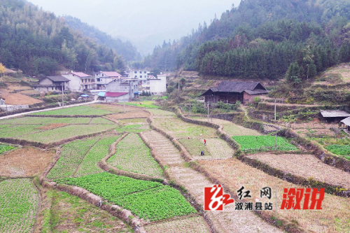红网稿件图村.jpg