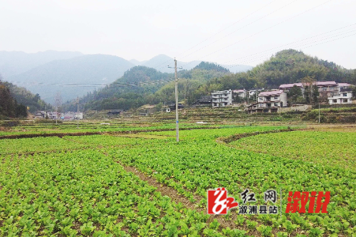 红网稿件图片村是.jpg
