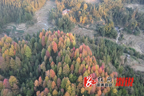 枫叶3.jpg