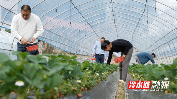 冷水滩：尽享初冬“莓”好滋味3.png