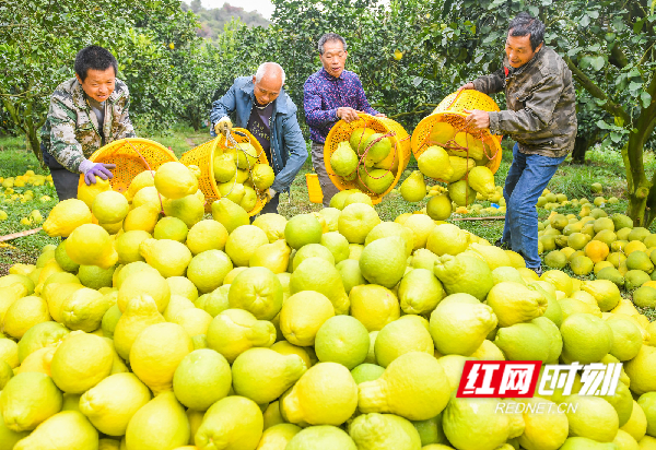 湖南道县：“柚”迎丰收采收忙（组图）