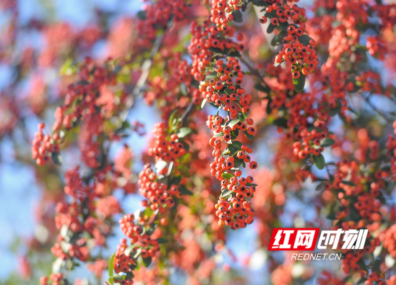 道县：火棘红遍山野间