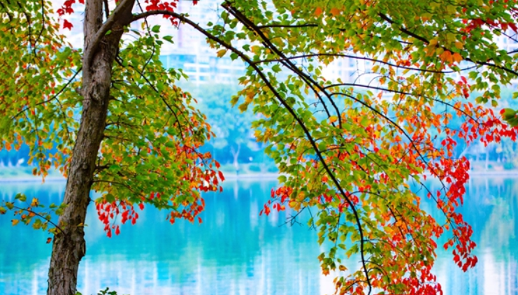 年嘉湖畔，红枫如画！湖南烈士公园迎来了冬季颜值的高光时刻