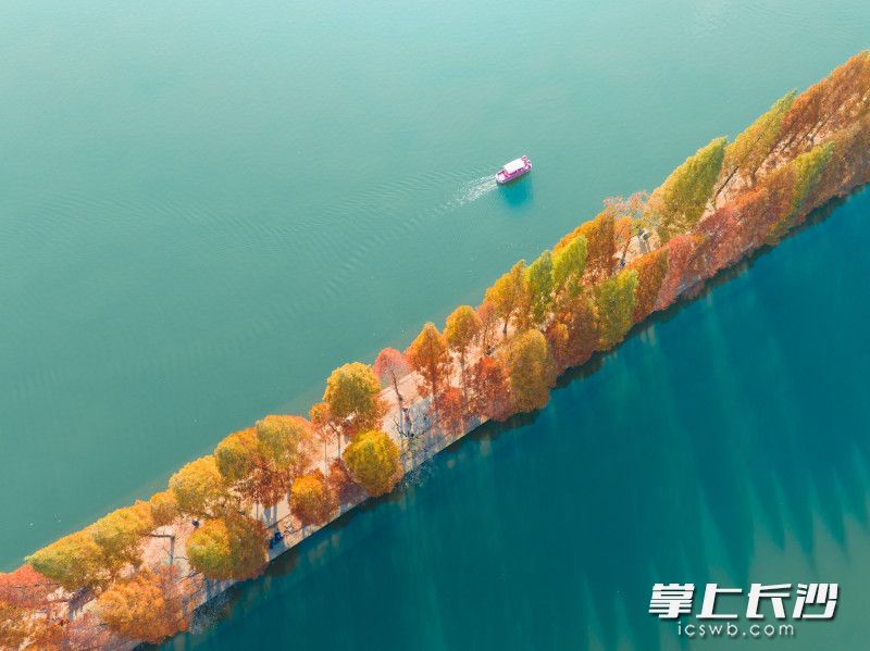 仿若童话世界的年嘉湖水杉步道。均为长沙晚报全媒体记者 邹麟 摄