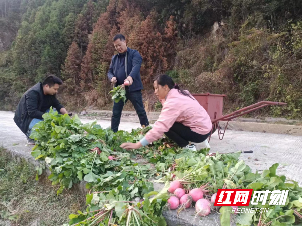 双牌县打鼓坪乡：单江高山萝卜抢“鲜”上市！.jpg