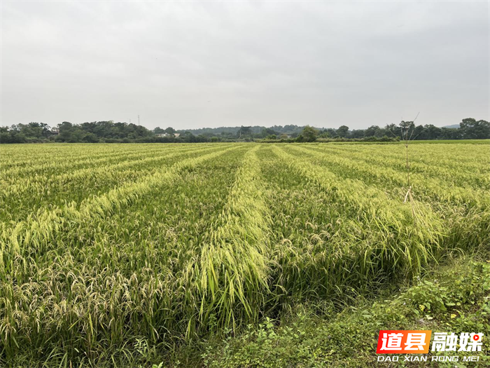 1208中国人寿财险道县支公司为水稻制种产业“撑腰”_副本.png