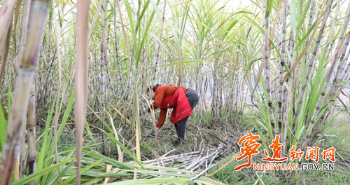 宁远：红糖熬制香飘飘  产业铺就致富路_副本500.jpg