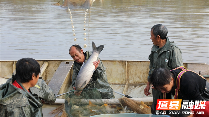 道县：新年“起鱼”忙 鱼跃人欢喜丰收1_副本.png