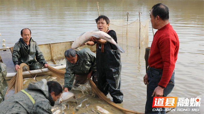 道县：新年“起鱼”忙 鱼跃人欢喜丰收5_副本.png