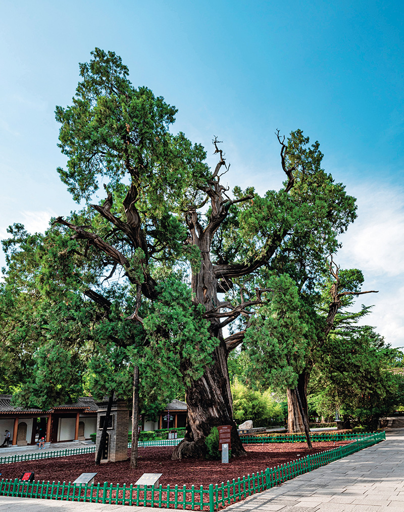 瞭望丨与中华文明史“同龄”的5000岁古树，如何保护？