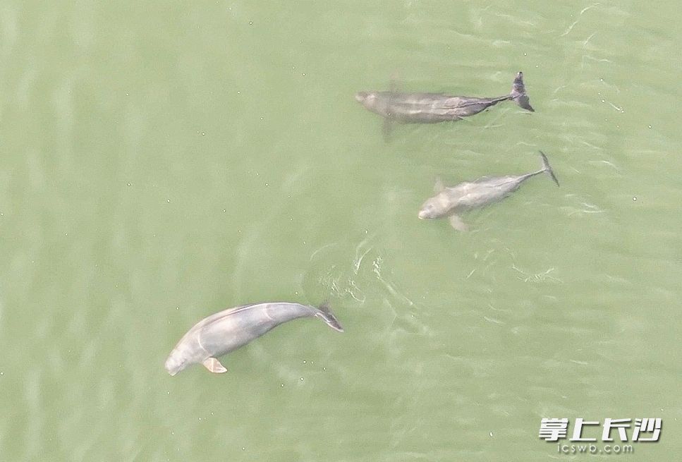 江豚在湘江长沙段畅游。红网 供图