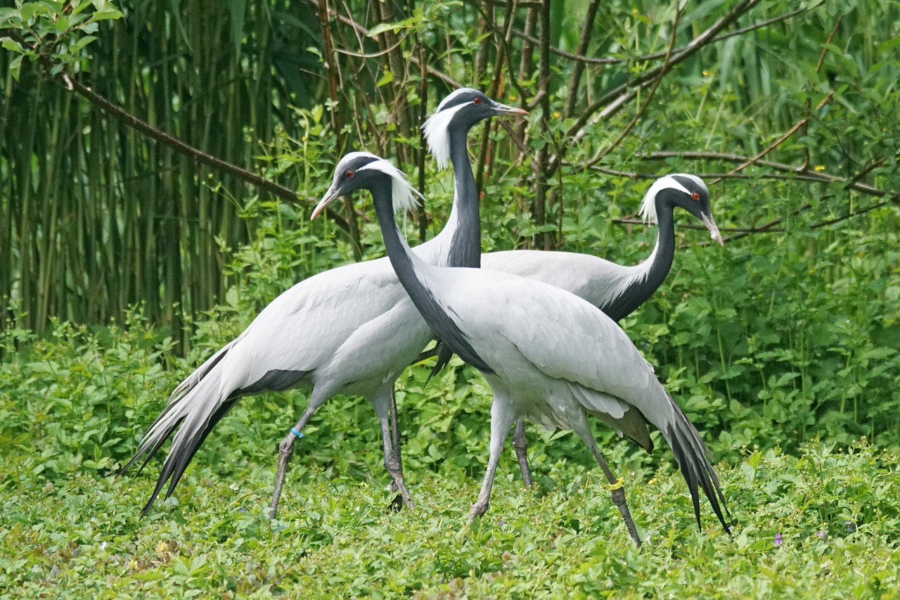 crane-1415280_1280.jpg