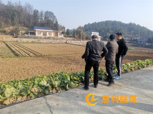 了解烤烟面积落实情况_副本.jpg
