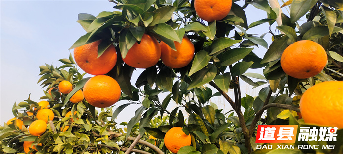 道县四马桥镇：又到一年“金果”飘香季 沃柑采摘尝鲜正当时1_副本.jpg