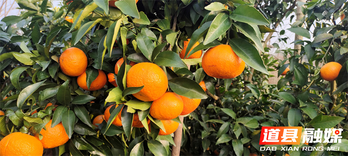 道县四马桥镇：又到一年“金果”飘香季 沃柑采摘尝鲜正当时2_副本.jpg
