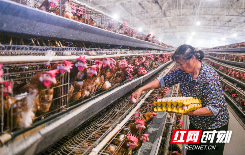 湖南道县：蛋鸡养殖促农增收（组图）