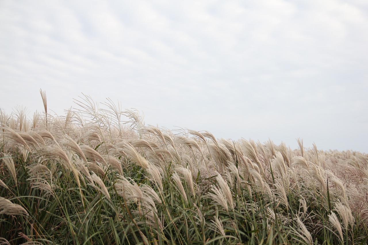 wind-1681723_1280.jpg