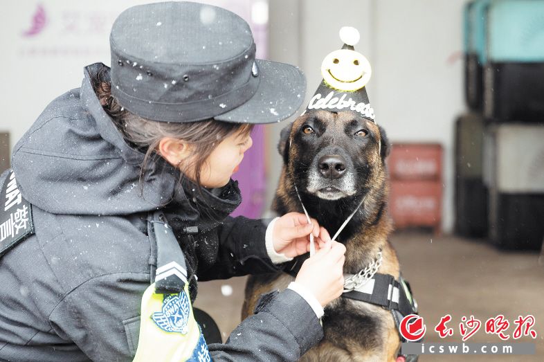 　　长沙市公安局特巡警支队给警犬过生日。　　长沙晚报全媒体记者 董阳 摄