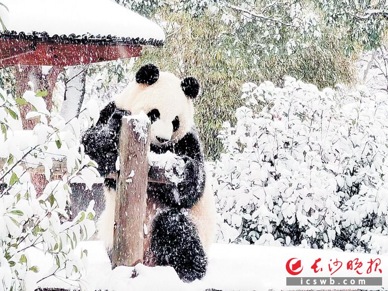 纷飞大雪中，长沙生态动物园的大熊猫、东北虎在雪地里快乐玩耍。 长沙晚报全媒体记者 贺文兵 通讯员 谭思敏 摄影报道