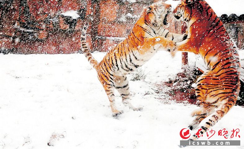 纷飞大雪中，长沙生态动物园的大熊猫、东北虎在雪地里快乐玩耍。 长沙晚报全媒体记者 贺文兵 通讯员 谭思敏 摄影报道