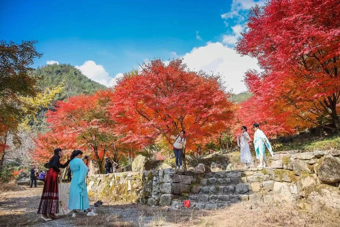 一棵棵枫树换上“红装”，吸引游客前来观赏游玩。彭华 龙舒/摄