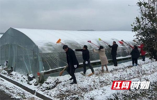 干部群众正在清理蔬菜大棚上的积雪.jpg