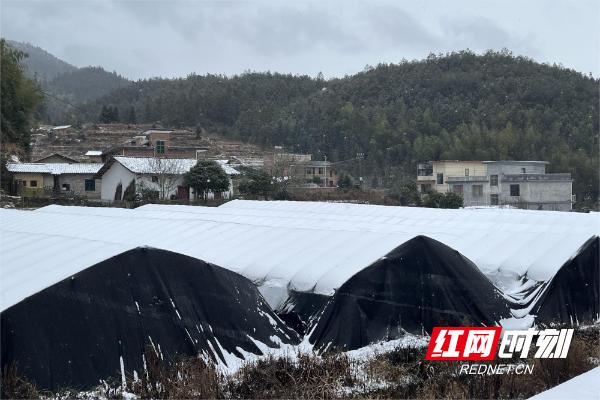 高山蔬菜基地大棚上的厚厚积雪。（张茂繁 摄）